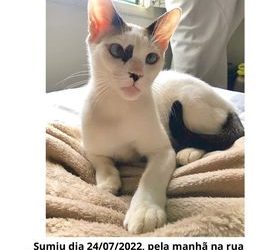 Utilidade Pública: Família oferece recompensa  para quem encontrar uma gata em Mantena: ‘Sofrendo muito sem ela’