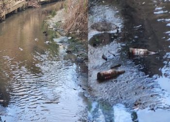 Imagens Do Dia: Duas realidades, enquanto um marrequinho luta pela vida   o lixo flutua  ao seu lado no leito do Córrego São Francisco em Mantena  