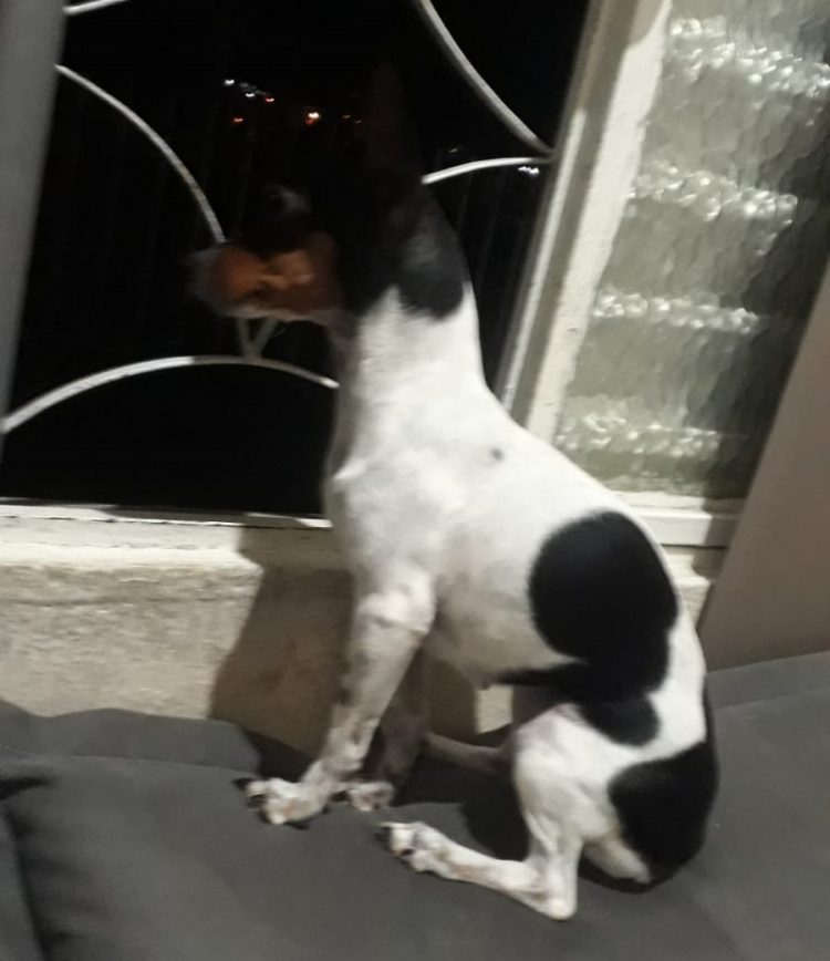 Utilidade Pública: Família procura pela cachorrinha Meguy, desaparecida nesta semana em Mantena. Vamos ajudar compartilhando ? 