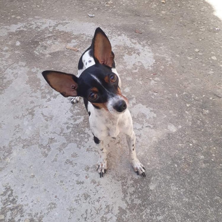 Utilidade Pública: Família procura pela cachorrinha Meguy, desaparecida nesta semana em Mantena. Vamos ajudar compartilhando ? 