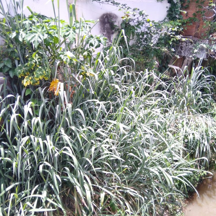 Imagem Do Dia: Fim de ano se aproximando e morador  preocupado com as chuvas  mostra situação  do rio em Mantena 