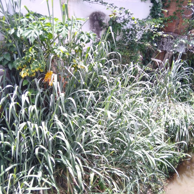 Imagem Do Dia: Cansado de esperar comerciante paga do bolso parte da limpeza do matagal que cercava o Rio São Francisco na ponte do Fórum de Mantena 