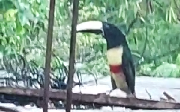 Imagem Do mês: Vulnerável na natureza  casal de Araçari de Bico Branco é observado no centro de  Mantena