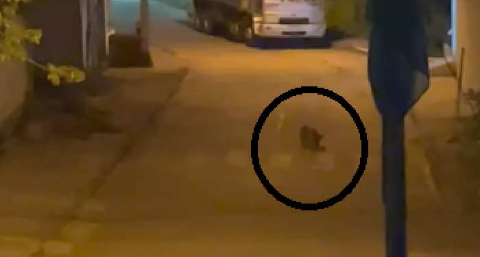Imagem Do Dia:  Moradores filmam onça parda  andando  tranquila nas ruas do  bairro Tropical em Mantena 