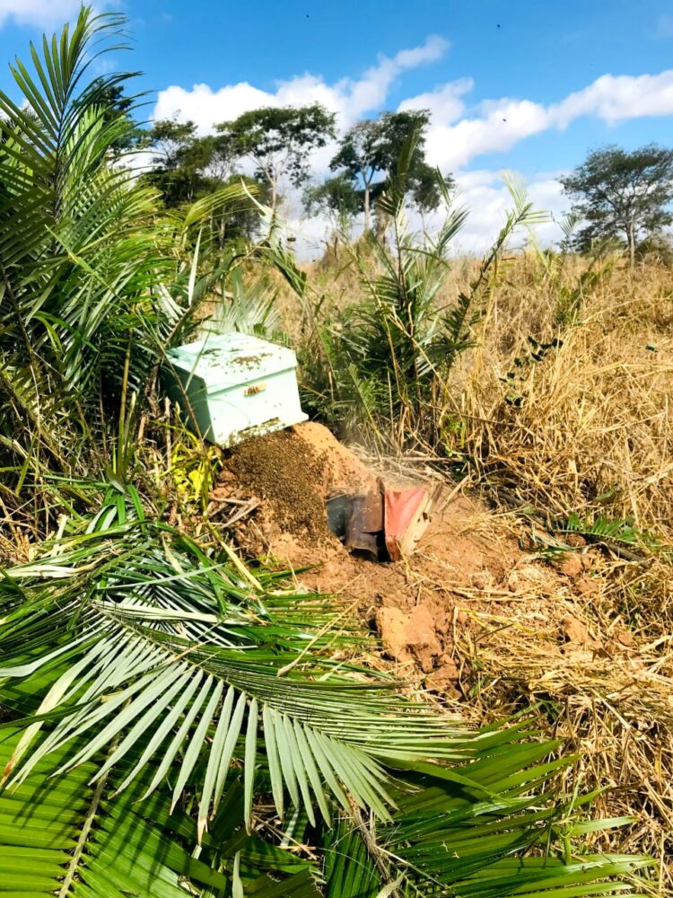 Sua Vida é Destaque: Conheça a história da apicultora mantenense  Paloma Nogueira e experimente do mais genuíno mel de toda região 