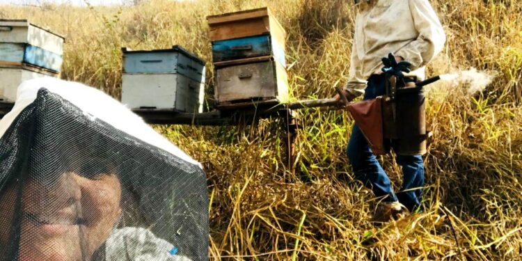 Sua Vida é Destaque: Conheça a história da apicultora mantenense  Paloma Nogueira e experimente do mais genuíno mel de toda região 