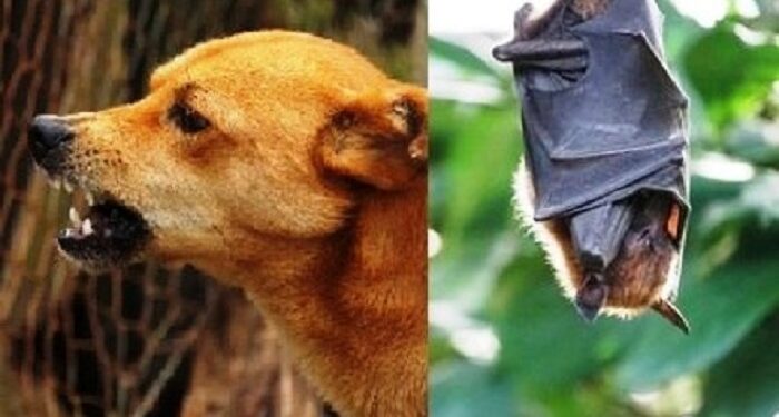 Secretário de Saúde  fala sobre  investigação de raiva humana em  Mantena, pelas Redes Sociais população lembra dos  animais soltos pelas ruas 