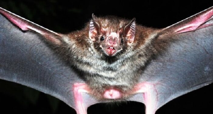 Confirmado pela Secretaria de Estado de Saúde MG  o caso de raiva humana na cidade de Mantena