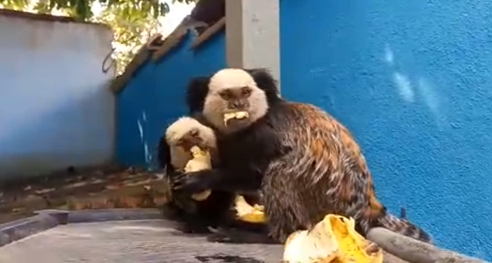 Imagem Do Dia: Casal de Sagui-de-cara-branca  aparece  e é alimentado pelas  mãos de um morador do  bairro Boa Esperança  em Mantena , veja vídeo