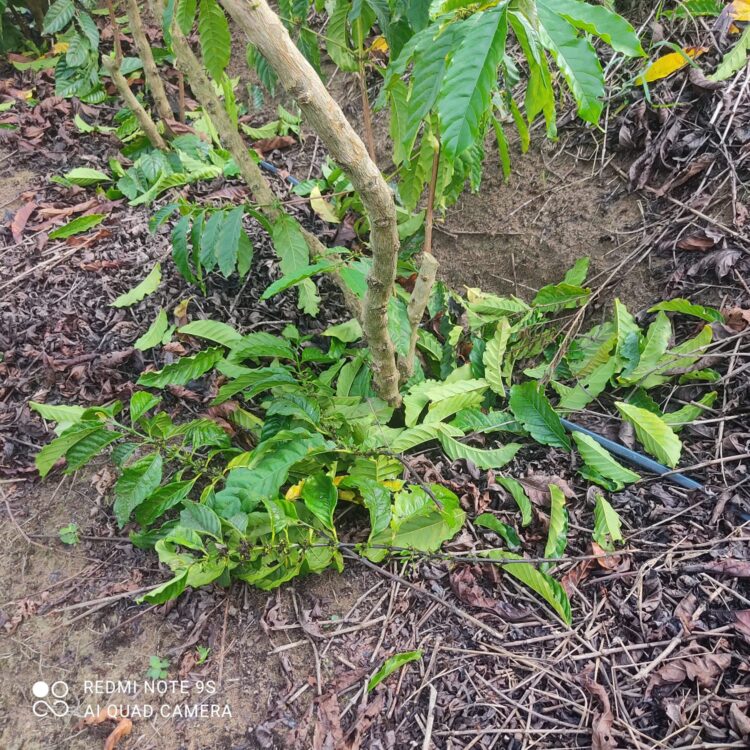 Imagem Do Dia: Lavouras de café perdem 50% na produção com a tempestade e o vento forte desta terça, (03), no Córrego do Turvo em Mantena