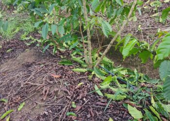 Imagem Do Dia: Lavouras de café perdem 50% na produção com a tempestade e o vento forte desta terça, (03), no Córrego do Turvo em Mantena