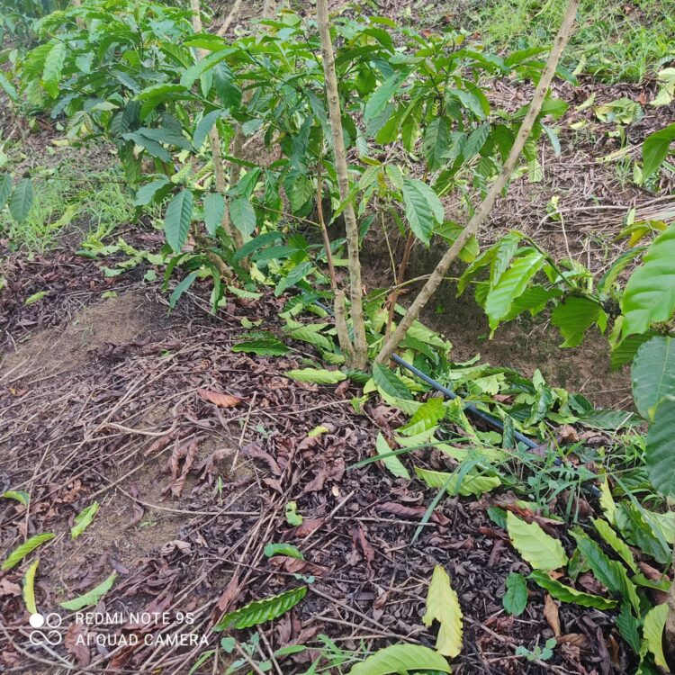 Imagem Do Dia: Lavouras de café perdem 50% na produção com a tempestade e o vento forte desta terça, (03), no Córrego do Turvo em Mantena