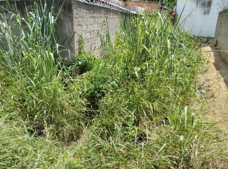 Prefeitura não toma providências e medo da dengue faz cidadã refém em sua própria residência em Mantena