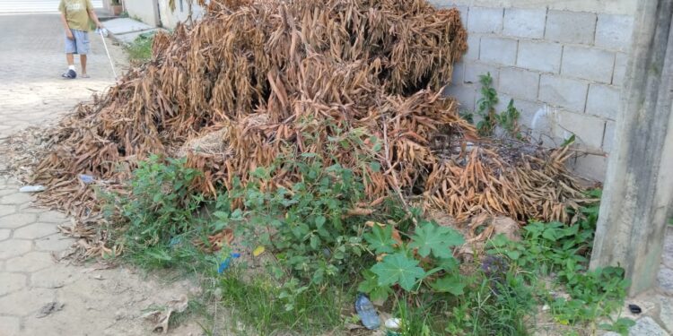Vítima do mosquito da dengue morador pede socorro na limpeza de lote e retirada de entulhos no Bairro Bela Vista em Mantena