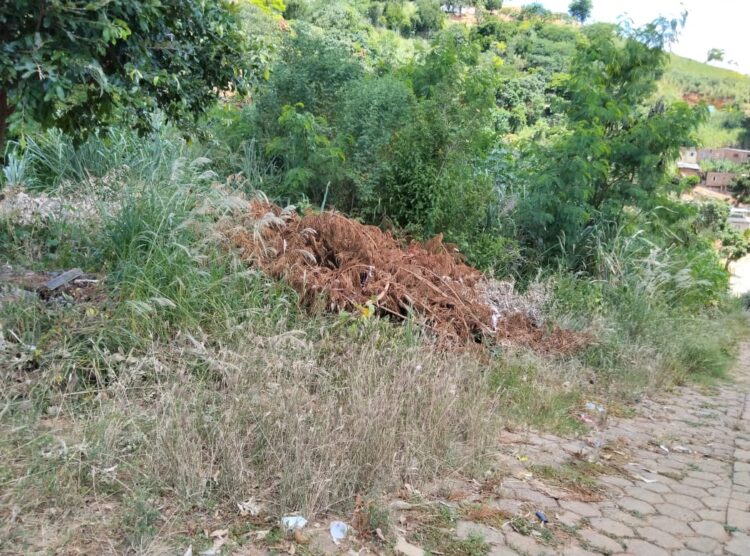 Moradores pedem para “capinar e limpar” os matagais e relatam o aparecimento de “ratos e cobras” nas  residências  no Santos Prates 2