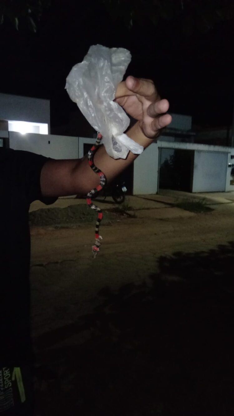 População indignada: Mato tomou conta das ruas do  Bairro Philadelfia, animais peçonhentos aparecem no Bairro Vila Florindo em Mantena 
