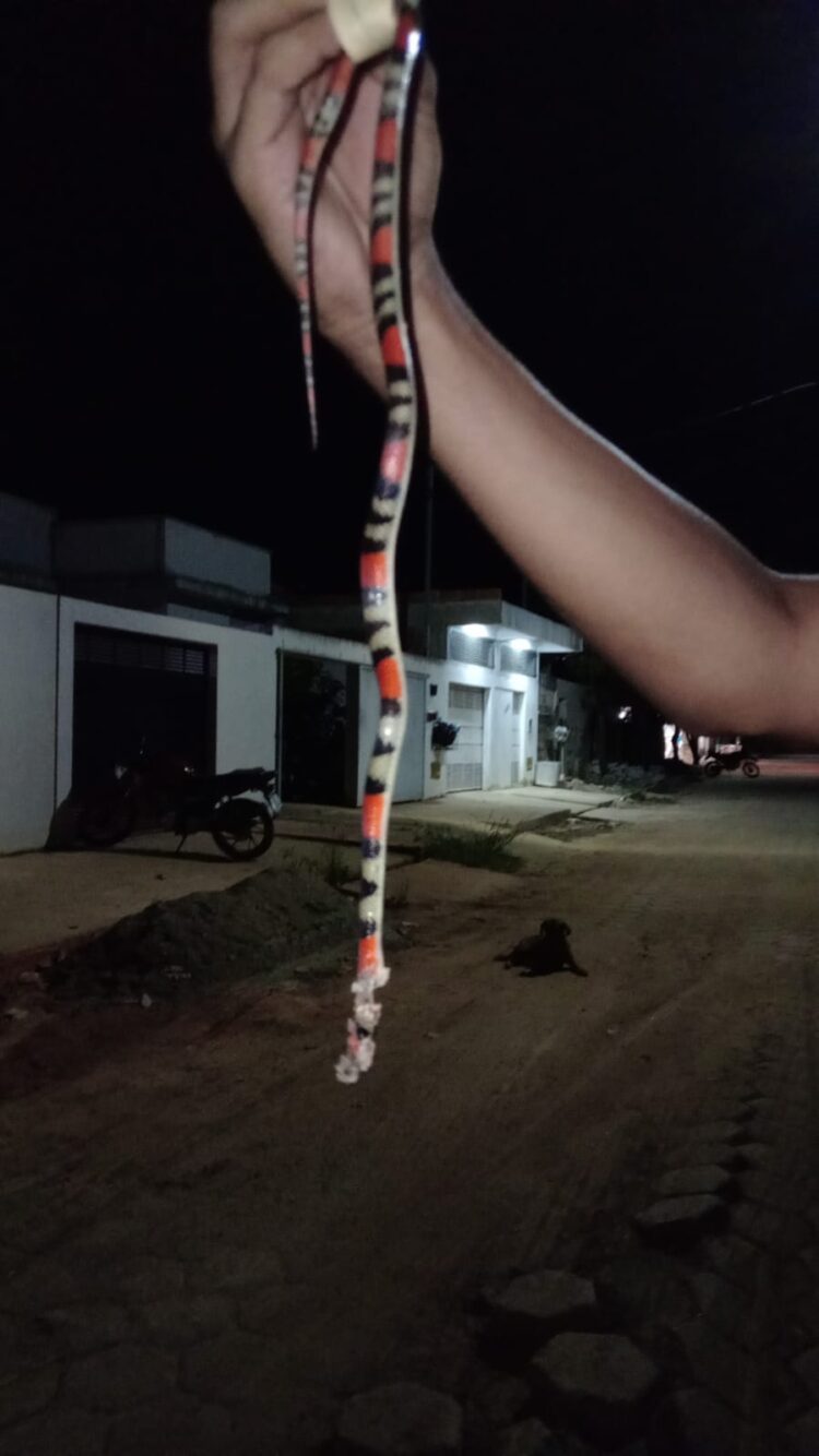 População indignada: Mato tomou conta das ruas do  Bairro Philadelfia, animais peçonhentos aparecem no Bairro Vila Florindo em Mantena 