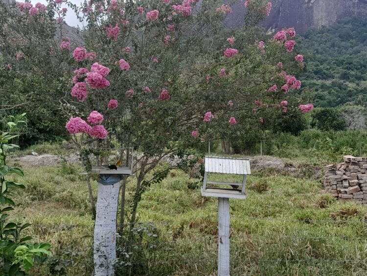 Este sonho pode ser seu: Vende-se um Sítio medindo 25 mil m2 a 3 Km do centro de Mantena, veja as fotos e entre em contato conosco