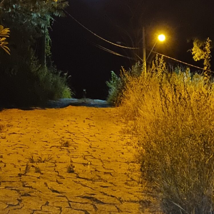 População indignada: Mato tomou conta das ruas do  Bairro Philadelfia, animais peçonhentos aparecem no Bairro Vila Florindo em Mantena 