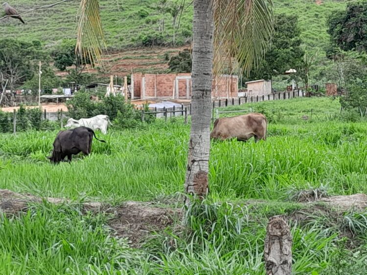 Este sonho pode ser seu: Vende-se um Sítio medindo 25 mil m2 a 3 Km do centro de Mantena, veja as fotos e entre em contato conosco