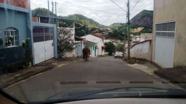 Não deu conta do recado, os animais soltos na Praça Edite Trindade e  pelas ruas da cidade foram constantes em oito anos de governo João Rufino 