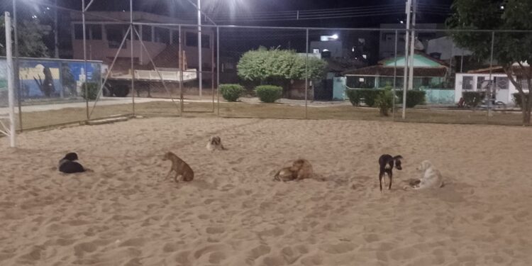 Imagem Do Dia: “Moro na cidade dos buracos, moro na cidade dos cachorros abandonados”