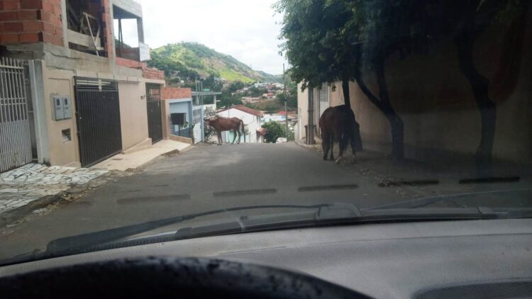 Não deu conta do recado, os animais soltos na Praça Edite Trindade e  pelas ruas da cidade foram constantes em oito anos de governo João Rufino 