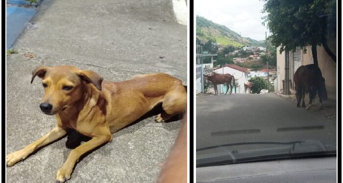 Não deu conta do recado, os animais soltos na Praça Edite Trindade e  pelas ruas da cidade foram constantes em oito anos de governo João Rufino 