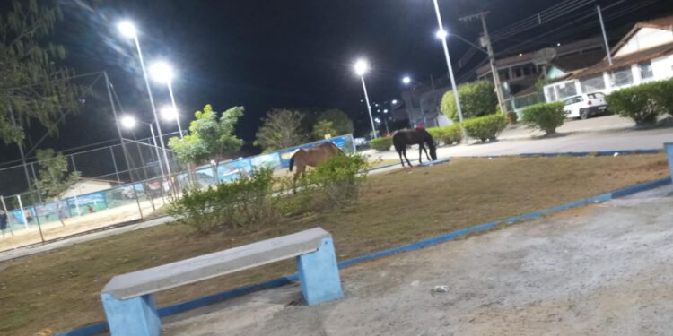 Imagem de um Governo: Animais soltos na Praça Edite Trindade evidencia a gestão do Prefeito João Rufino em Mantena