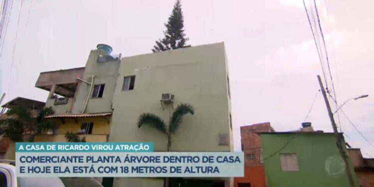 Casa com árvore gigante dentro vira atração turística em Minas Gerais
