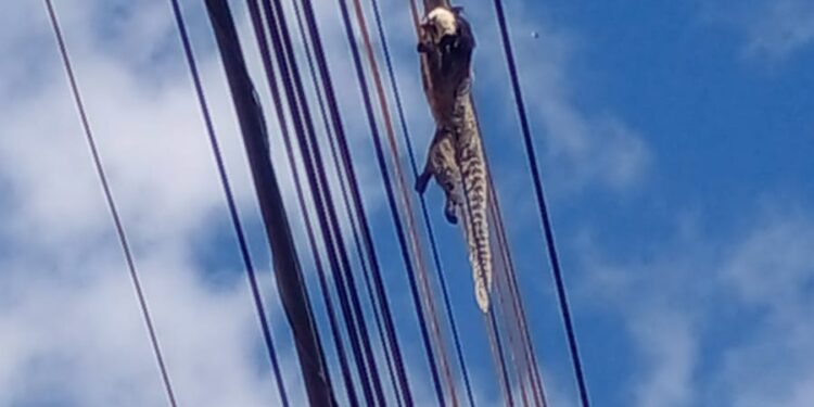 Imagem Da Semana: Macaco é eletrocutado ao ficar preso em rede elétrica  na Rua Tereza Casagrande no Bairro Nicolini em Mantena, veja as imagens…