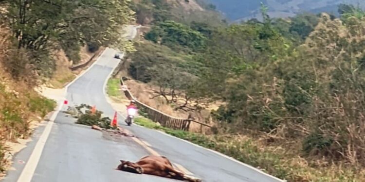 Imagem Do Dia: Cavalo é encontrado morto após ser atropelado na curva do Turvo, km 10, na saída para Governador Valadares