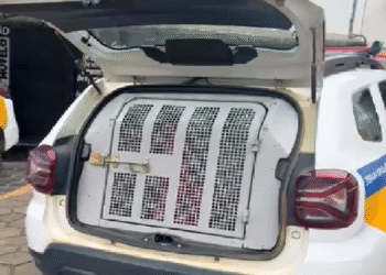 Polícia Militar prende mulher  em flagrante após praticar múltiplos furtos no centro de Mantena