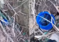 Polícia encontra drogas escondidas na raiz de árvore e prende três por tráfico em Itabirinha