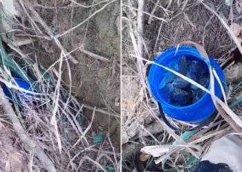 Polícia encontra drogas escondidas na raiz de árvore e prende três por tráfico em Itabirinha